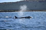 El público fue testigo del ataque de orcas a ballenas en Puerto Madryn: los investigadores destacaron que es un proceso natural
