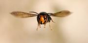 Alertan sobre una invasión de avispones asesinos tras descubrir 500 nidos: Miren sus patas para reconocerlos