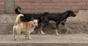 Suman tres nuevos casos de rabia canina en Cochabamba y ya son 10 en lo que va del año