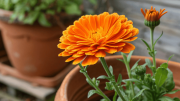 Cómo cultivar una planta de caléndulas en septiembre para que llene de flores tu jardín