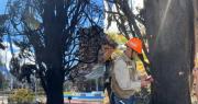 Cochabamba: El árbol que se quemó tras el partido que Bolivia ganó a Brasil no puede ser recuperado