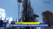 El pino del Prado está casi muerto tras incendio