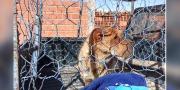 En Cochabamba confirman tres nuevos casos de rabia canina y el acumulado sube a diez