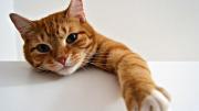 Científicos revelan que los gatos desarrollan demencia de forma parecida a los humanos