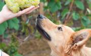 Por qué los perros no pueden comer uvas ni pasas: la grave advertencia de un veterinario estrella