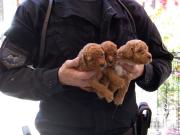 Multas millonarias y días de arresto: las nuevas sanciones para quienes maltraten animales y el costo de no juntar la caca del perro