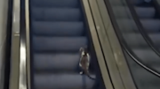 Transeúnte ayuda a gato que eligió la escalera mecánica equivocada