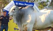 Teo FIV se consagra como el toro más pesado de Expocruz 2025 con 1.275 kilos