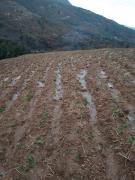 Central de campesinos de Tarija denuncia daños en cultivos por lluvias y granizadas