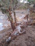 Granizada causa anegamientos y pérdidas en zonas urbanas y rurales de Tarija