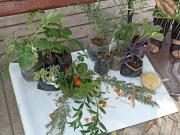 Invitan a la Feria de la Plantas que se realiza en el frontis del estadio IV Centenario de Tarija