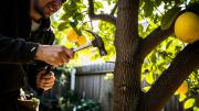 Árbol limonero: por qué recomiendan clavar un clavo en su tronco y qué beneficios trae hacerlo