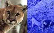 DÓNDE ESTÁ EL PUMA de Pilar: crece la tensión entre los vecinos, a casi una semana de ser visto en un árbol