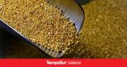 El Precio del Oro en Caída: Análisis del Mercado