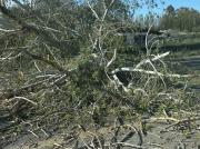 Demoras en la Ruta 22 entre Neuquén y Plottier por un árbol caído este miércoles: a qué altura