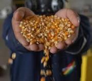 Emapa retomará dotación de maíz a productores pecuarios en octubre