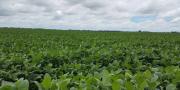 Bolivia liberó 82 variedades de semillas mejoradas para aumentar la productividad y garantizar la seguridad alimentaria