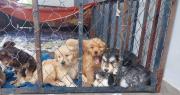 Más de 100 cachorros rescatados: varios están en observación y los más sanos serán dados en adopción