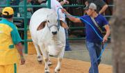 Expocruz 2025: Especialistas explican métodos para mantener a los animales en su ambiente