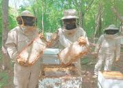 Chuquisaca se posiciona como el líder en producción de miel en Bolivia