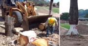 Vecinos de Porongo denuncian tala de árboles en obras de remodelación de la plaza principal del municipio