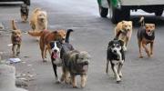 Mujer es atacada por una jauría de 10 perros callejeros en Senkata y se sometió a una cirugía de emergencia