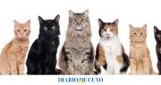 Atención: proteccionistas de San Juan sugieren no regalar gatos en octubre, ¿por qué?
