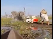 El impactante video del ataque de un elefante a un grupo de turistas: Tuvieron muchísima suerte