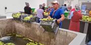Construcción de la Planta de Derivados de Plátano en El Sena supera el 86% de avance