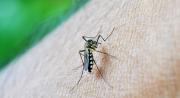 Sedes de Tarija inicia operativos contra criaderos de mosquitos con nueva estrategia preventiva