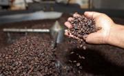 Destacan la excelencia del café boliviano
