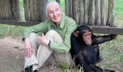 Murió Jane Goodall, la reconocida defensora de los derechos de los animales