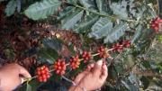 Precios del café boliviano suben hasta un 400%, pero producción sigue muy por debajo de niveles históricos