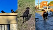 Video: así rescataron a lo perros que quedaron abandonados en la casa del triple crimen de Florencio Varela