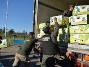 Cocaína camuflada entre bananas: incautaron un cargamento narco valuado en millones de dólares