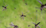 Histórico: inauguraron en Brasil una inmensa fábrica de mosquitos