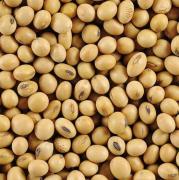 Soja: Neogen apunta a ocupar 2,5 millones de hectáreas en 2029