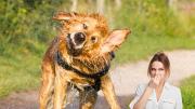 Cómo quitar el olor a perro mojado del ambiente con un truco casero y efectivo