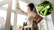 Por qué recomiendan frotar cáscaras de pepino en las ventanas de casa y para qué sirve