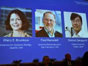 Entregan el Nobel de Medicina a dos científicos estadounidenses y uno japonés por estudios sobre tolerancia inmunológica periférica