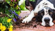 6 plantas peligrosas para tu mascota que no deberías tener en casa