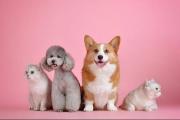 Amor sin límites: artistas famosos que rescatan a mascotas y les dan un hogar