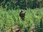 Efectivos de Umopar erradican 18 toneladas de marihuana en Yapacaní