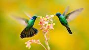 Qué ingredientes debes colocar en tu jardín para atraer colibríes esta primavera