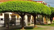 Los 7 árboles que dan muy buena sombra, no ensucian el jardín y los autos estacionados