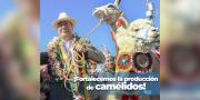 Gobierno destaca millonaria inversión en camélidos y llama a preservar avances productivos