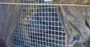 Rescataron a un cachorro de puma que estaba deshidratado y perdido en una finca de Zonda