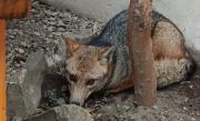 Liberaron a un zorro que encontraron en el centro de San Martín: qué hacer ante el hallazgo de un animal silvestre