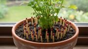 Poner fósforos en una maceta: para qué sirve