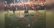 “Warneño siempre”: Hombre herido de gravedad en jocheo de toros bromea cuando le suturan el rostro